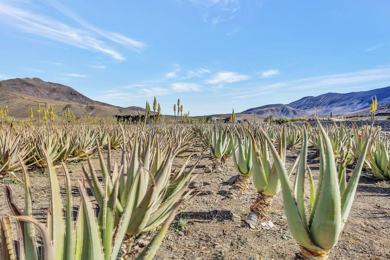 Casa Pilar, Aurora Y Tarabilla En Finca Ecologica Teguitar ภายนอก รูปภาพ